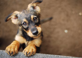 Imagem Ilustrativa Filhote de Cachorro. Foto: Reprodução da Internet