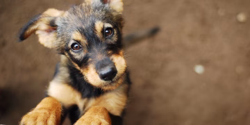Imagem Ilustrativa Filhote de Cachorro. Foto: Reprodu&ccedil;&atilde;o da Internet